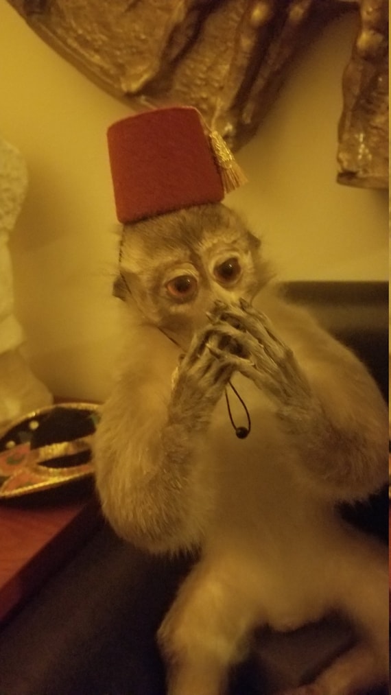 Customer photo of a pet with the Fez Hat mini small pet Cat Dog Hedgehog Vogue