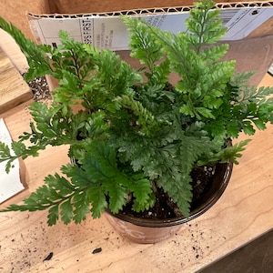 Flowerpotnursery White Rabbit's Foot Fern Davallia humata Tyermannii 4 ...