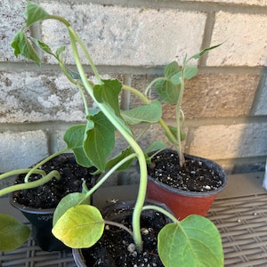 Etsy-koper heeft een foto van zijn/haar aankoop toegevoegd