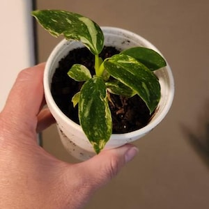 TAMI さんが購入した商品の写真を追加しました