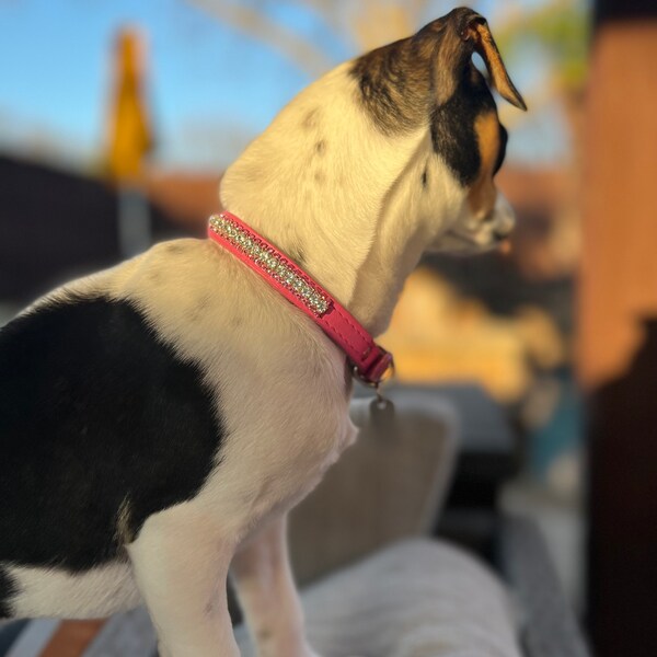 Newtensina Hundehalsband Mit Bling – Leder & Nylon Gewebt, Verstellbar, Mit Diamantsteinchen, Verschiedene Größen