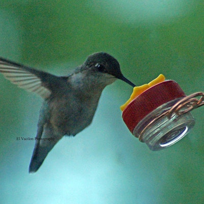 NEW Flower Single Hum-button™ With Lovely Window Spiral Holder Mini ...