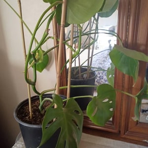 Sarah added a photo of their purchase