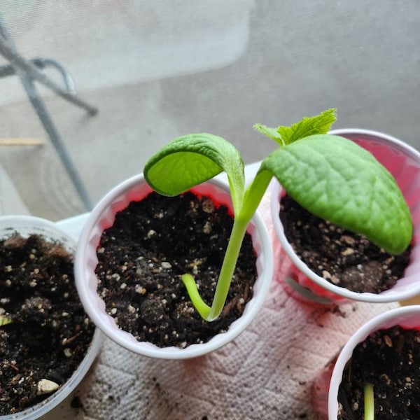 Red Kuri Japanese Winter Squash Heirloom Seeds - Etsy