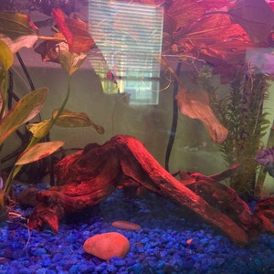 Megan added a photo of their purchase
