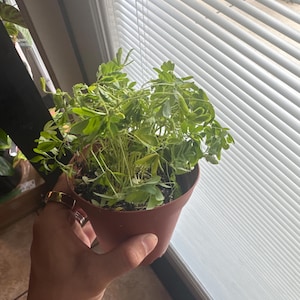 Maycee added a photo of their purchase