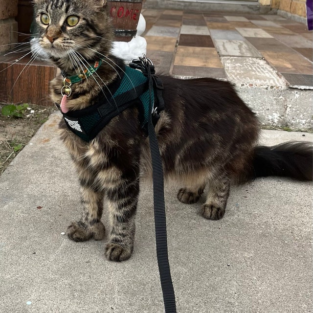 The True Adventurer Reflective Cat & Kitten Harness and Leash