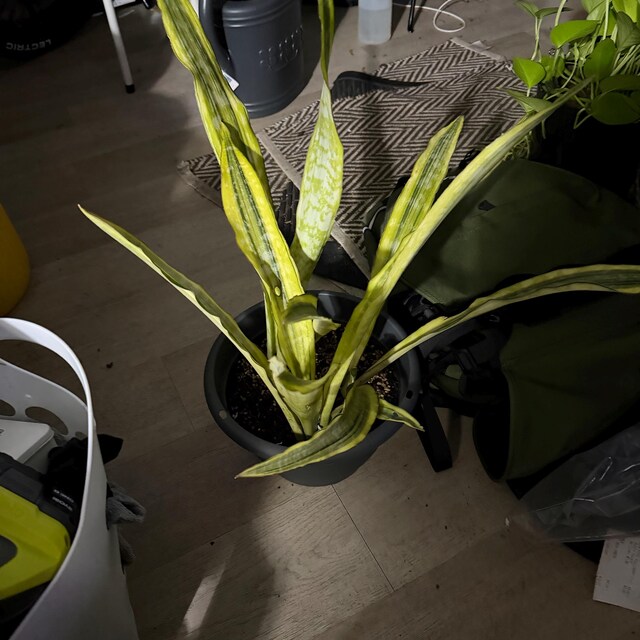 Rare Sansevieria Yellowstone - Etsy