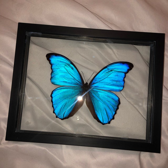 Morpho didius blue butterfly Peru - Etsy 日本