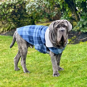 Mastiff dog clothes 2025