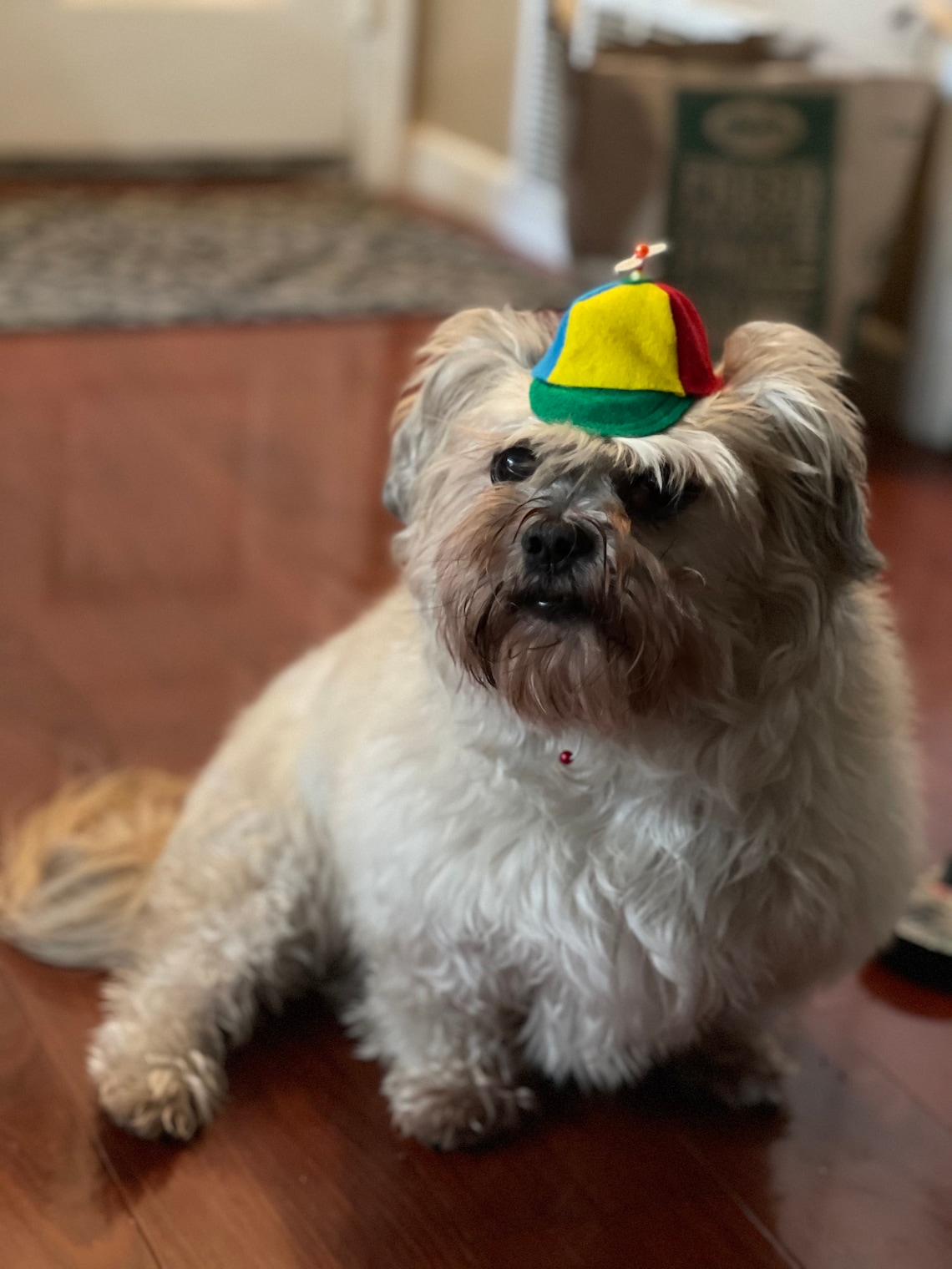 Customer photo of a pet with the Beanie Hat / Propeller Helicopter hat for Cat