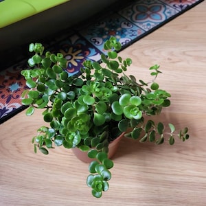 Donna ha añadido una foto de su compra