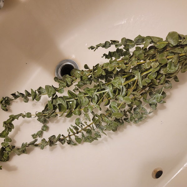 Fresh Eucalyptus Shower Bundle | Eucalyptus Plant | Fresh Eucalyptus ...