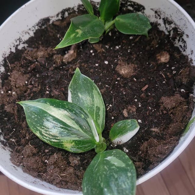 Philodendron White Princess Starter Plant (ALL STARTER PLANTS Require You  to Purchase 2 Plants!) - Etsy