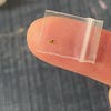 MICRO Mini Garden Snail, 1mm Shell, Handmade 1:12 Scale Miniature Brown ...