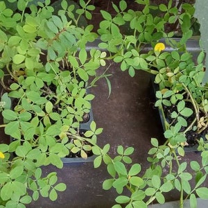 Rose ha añadido una foto de su compra