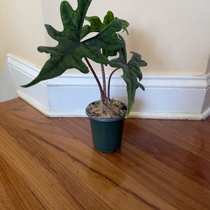 Comprador de Etsy ha añadido una foto de su compra