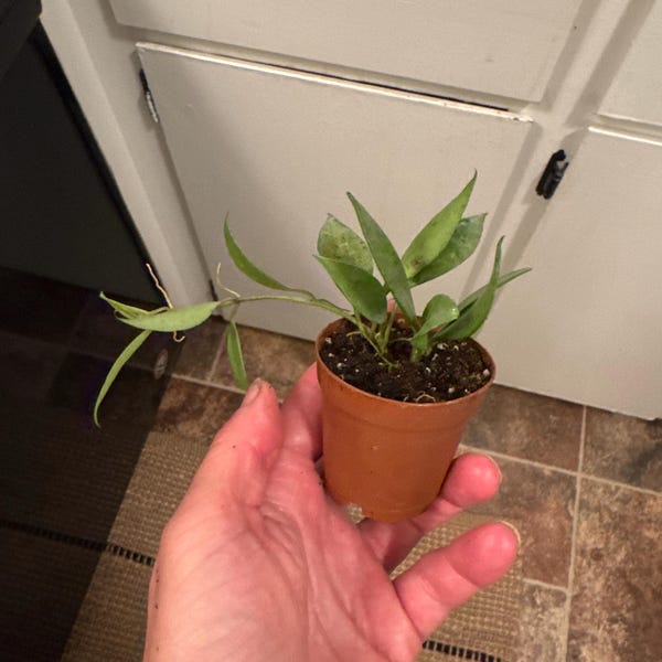 Desert Rose smokey Makeup Adenium Obesum Rare Flower Starter Plant ALL