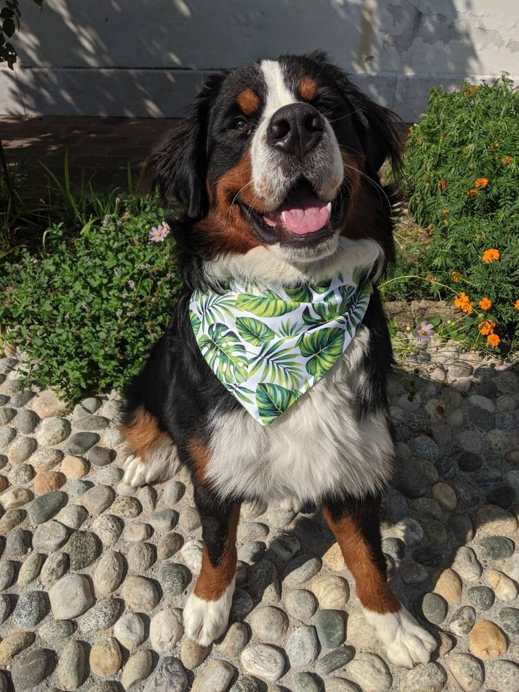 personalized dog bandana collar