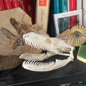 本物のパイソンの頭蓋骨 10 cm | ヘビの頭蓋骨の剥製、関節式ボアの骨