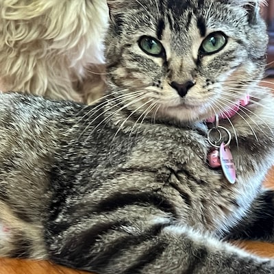 Pretty in Pink Collection Personalized Pet Tags, Dog Tags for Dogs, Cat