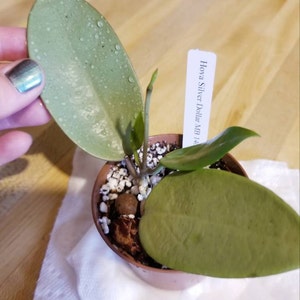 Hoya 'Silver Dollar' - Gabriella Plants