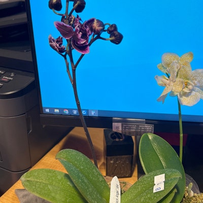 Phal. Miki Black Angel '364', Unique Dark Colored Flowers - Etsy