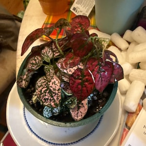 Sara added a photo of their purchase