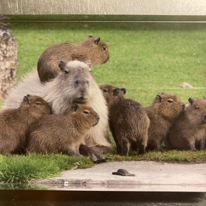 William added a photo of their purchase