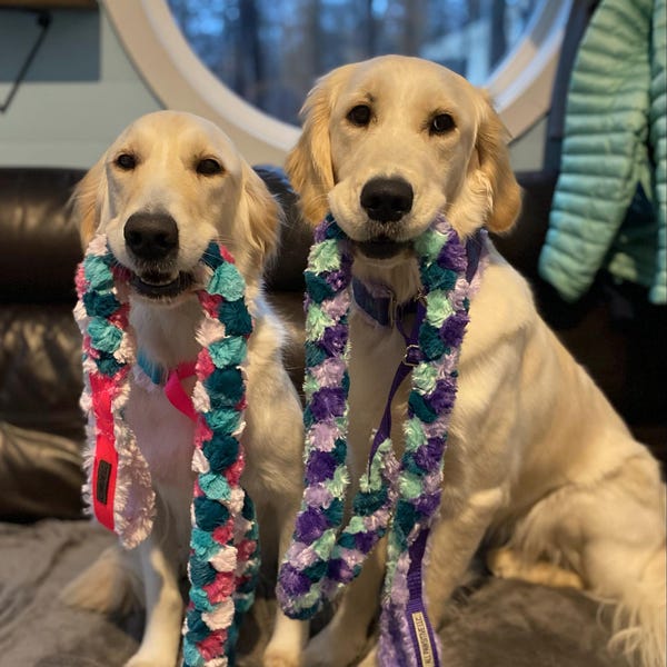 Custom Ribbon Display, Dog Award Ribbon Display Rack, Dog Rosette ...