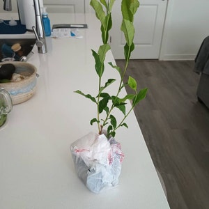 adrian added a photo of their purchase