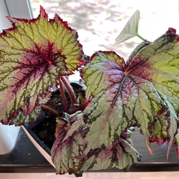 Rex Raptor Blush Rex Begonia 'royal Blush' - Etsy