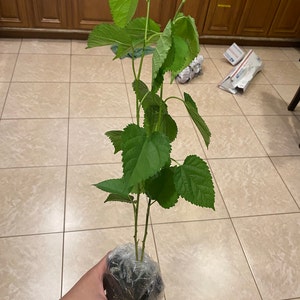 Mitchie added a photo of their purchase