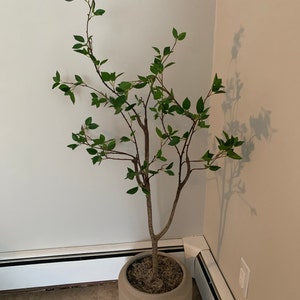 Caileen added a photo of their purchase