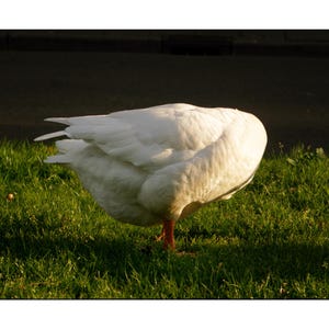 Etsy-Käufer:in hat ein Foto des gekauften Artikels hinzugefügt