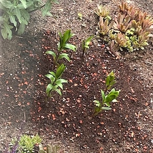 Jackie added a photo of their purchase