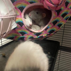 Ivy added a photo of their purchase