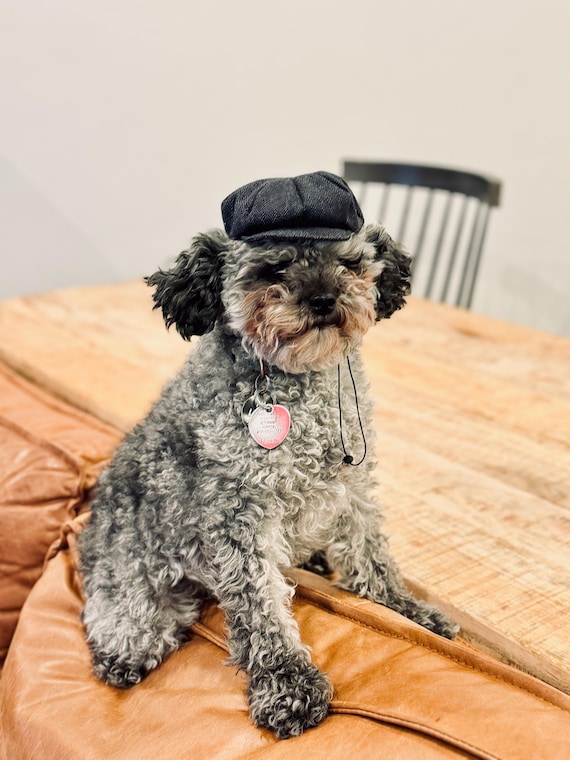 Customer photo of a pet with the Newsboy Cap  for small pet Hedgehog Vogue