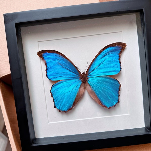 Real Framed Blue Butterfly Giant Morpho Shadow Box Frame Moth ...