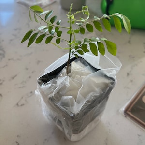 Patricia added a photo of their purchase