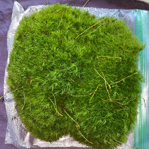 Live Mood Moss/ Choose Your Size/ Healthy Green Moss for Terrarium ...