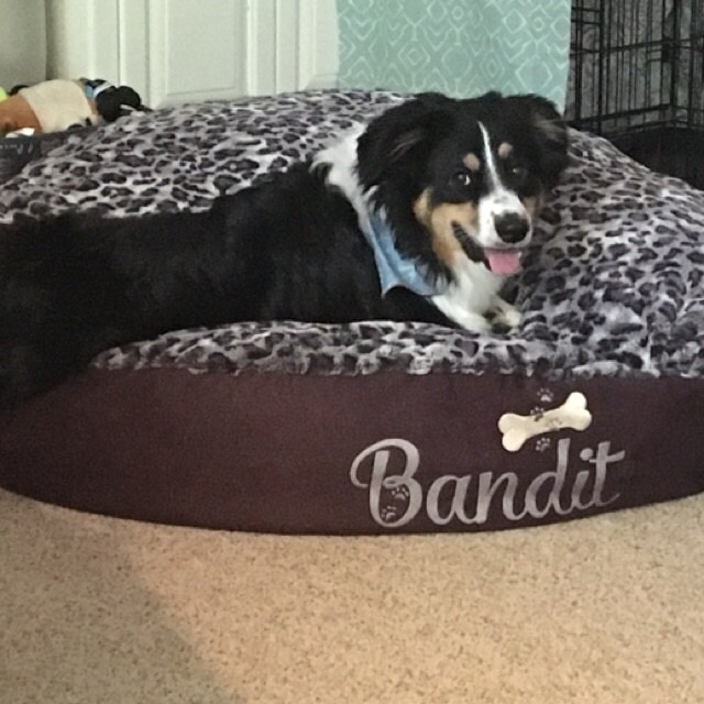 Bicycle Basket Liner for Dogs Pets Includes Embroidered Etsy