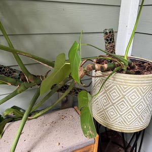 David added a photo of their purchase