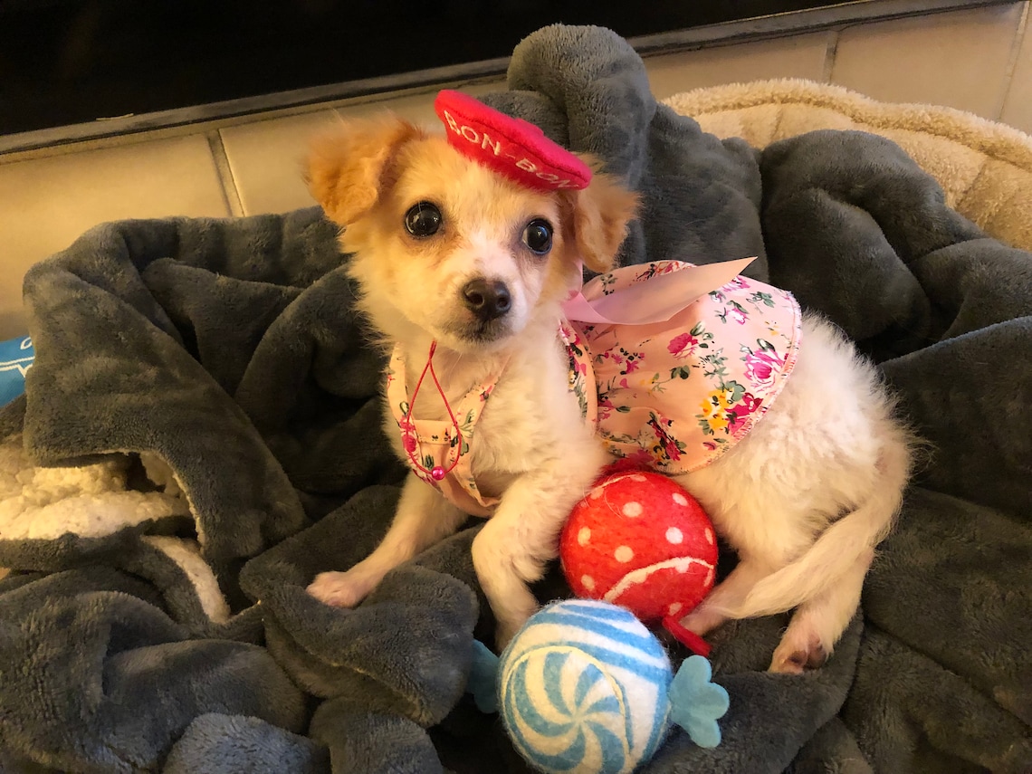Customer photo of a pet with the Beret Personalized for small pet Raspberry