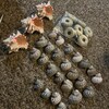 Pink Murex Sea Shells (6 Pieces) | 3.5" - 4" Natural Shells For Hermit Crabs, Crafts, Decor