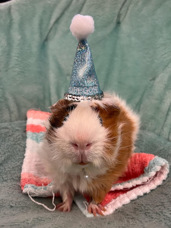 Customer photo of a pet with the First Birthday hat and matching tie or bow