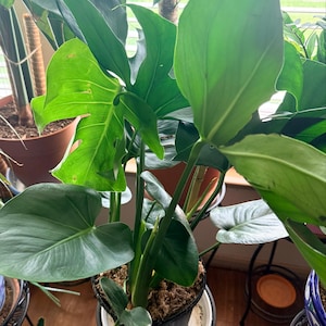 Raquel added a photo of their purchase