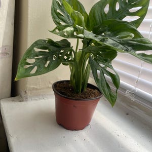Kelly added a photo of their purchase