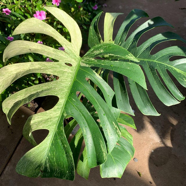 Dd 」Monstera Laniata Mottled モンステラ ラニアタ モトルド