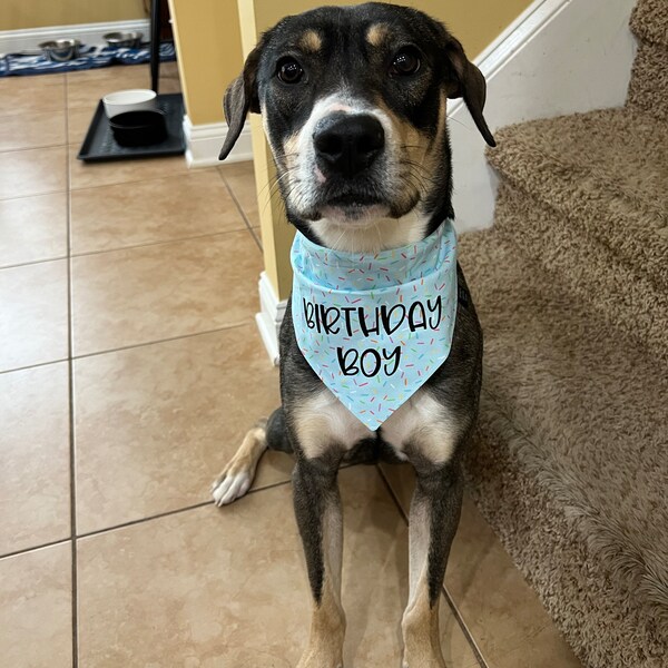 Dog Bandana Big Brother Dog Shirt Petco YOULY Cooling Reversible